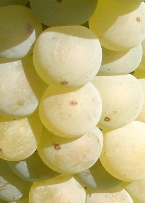 Bacchus Beeren